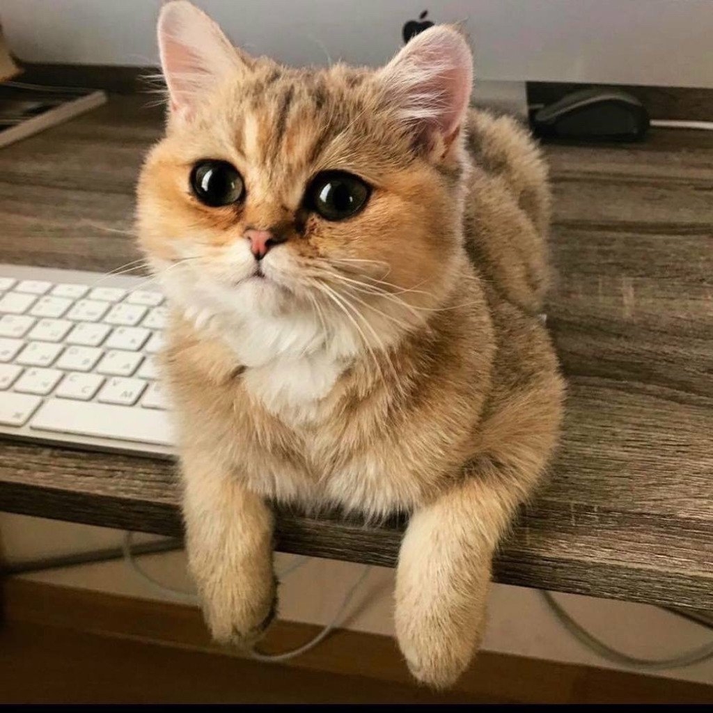 Супер важная новость этого дня